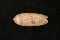 藏品(蠟燭榧螺)的圖片